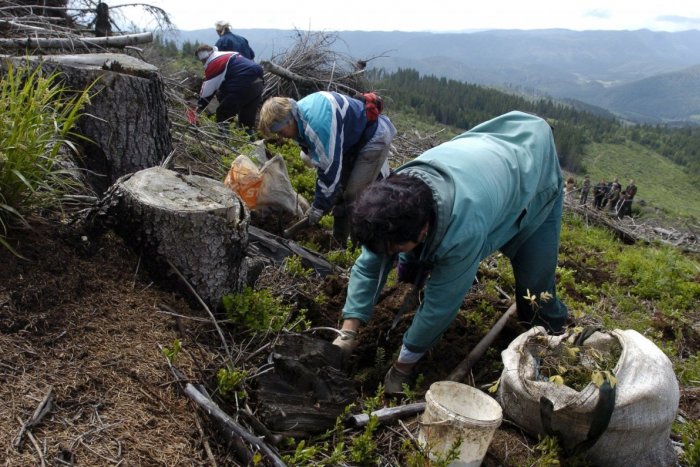 Ilustračný obrázok k článku Od kalamity spred 15 rokov vysadili lesníci osem miliónov sadeníc: Prekvapenie v bezzásahovej zóne