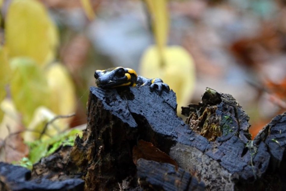 Ilustračný obrázok k článku Krásne FOTKY z okolia Gombaseckej jaskyne: Zapózovali aj salamandry