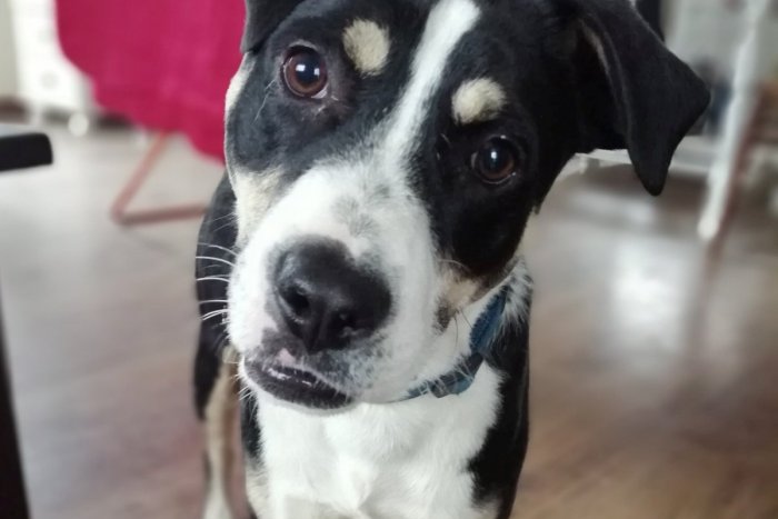 Ilustračný obrázok k článku Psí seriál pokračuje: Šaliansky útulok s ponukou čiernych krásavcov, FOTO