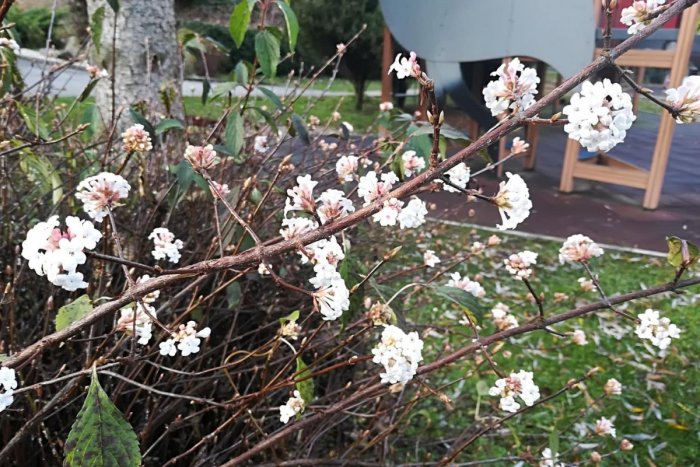 Ilustračný obrázok k článku Netradičný úkaz: V kalendári je november, ale v Ekoparku rozkvitol lykovec, FOTO