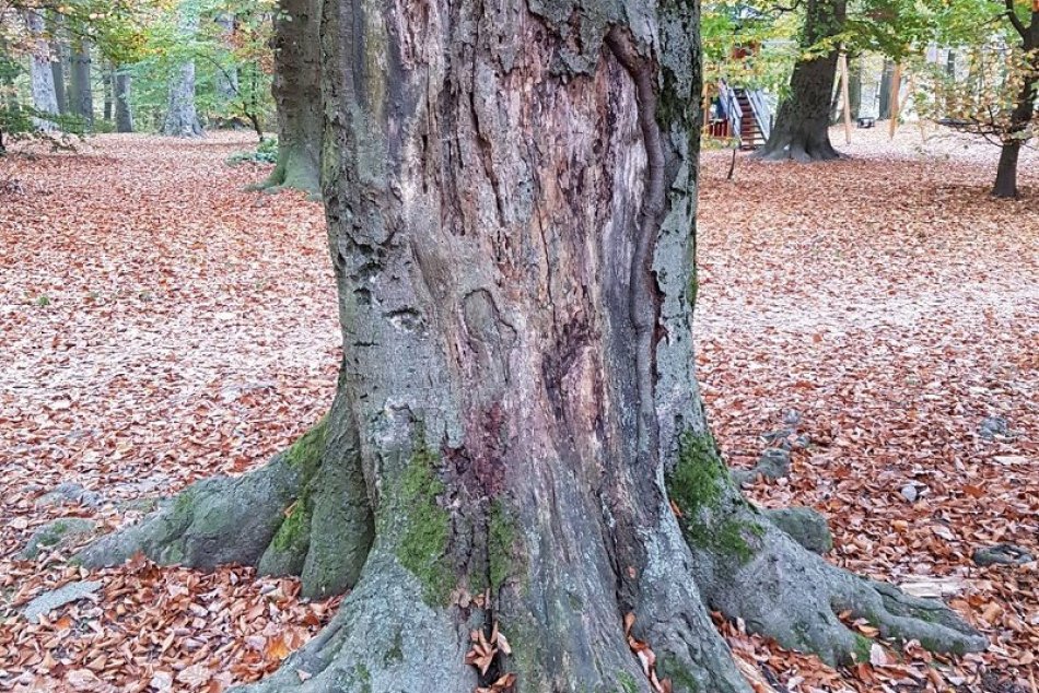 Ilustračný obrázok k článku Ak sa chystáte na prechádzku do lesa, POZOR! V obľúbenej lokalite budú RÚBAŤ stromy