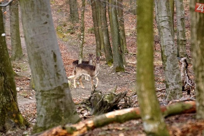 Ilustračný obrázok k článku V bratislavskom lesoparku musia vyrúbať stromy, sú v zlom stave