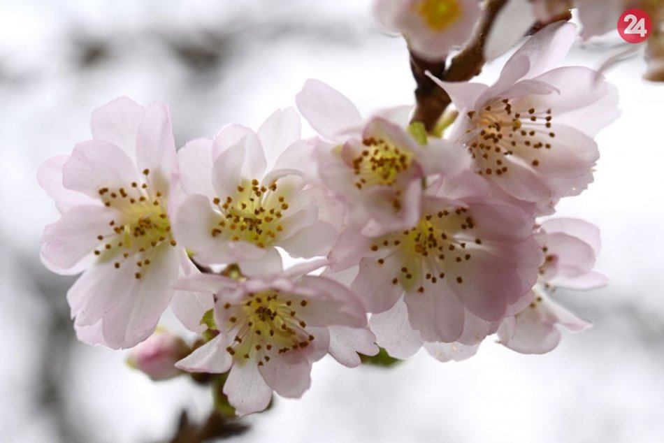 Ilustračný obrázok k článku Príroda sa zbláznila: V Trenčíne zakvitla nádherná sakura, FOTO