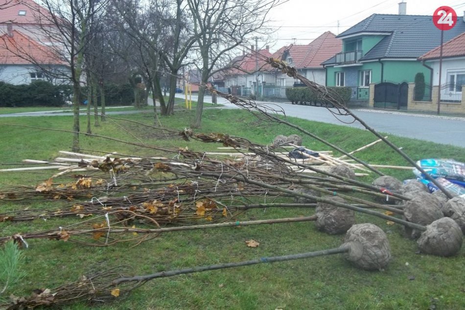 Ilustračný obrázok k článku Mesto ožije bohatou zeleňou: Do ulíc  pribudne 96 nových stromov, FOTO