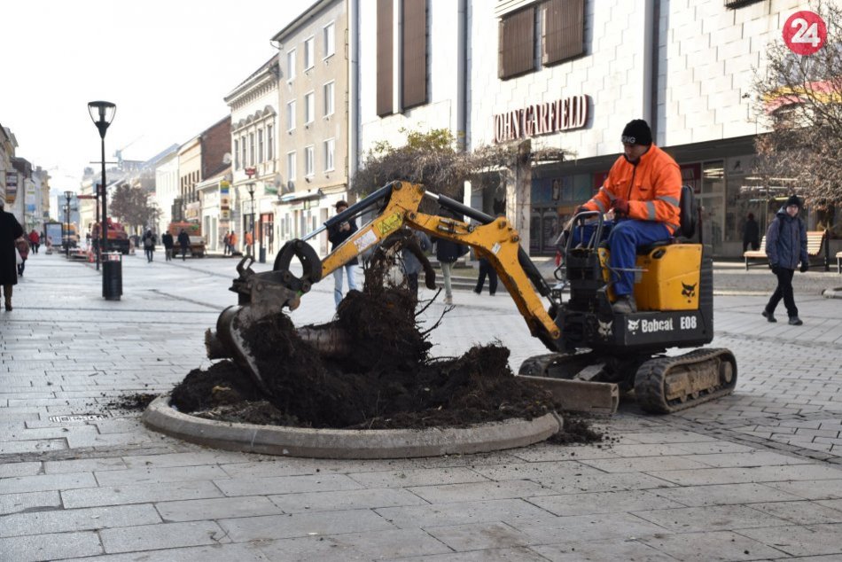 Ilustračný obrázok k článku Z pešej zóny odstránili staré stromy: Nahradia ich nové a väčšie, FOTO