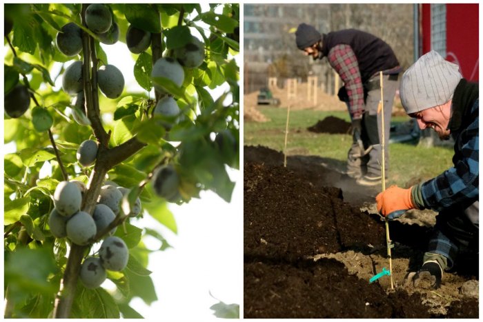 Ilustračný obrázok k článku VIDEO: V Bratislave sa objavila novinka, ktorá by mala zachrániť množstvo stromov