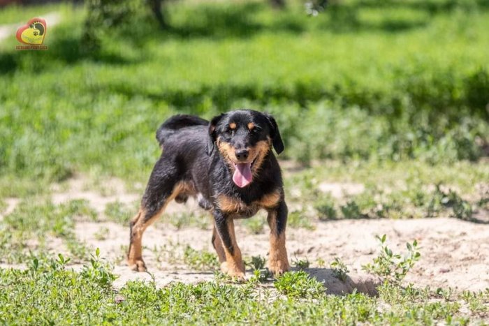 Ilustračný obrázok k článku S decembrom prichádza Santa aj Klaus: Vyberte si z chlpatých útulkáčov, FOTO