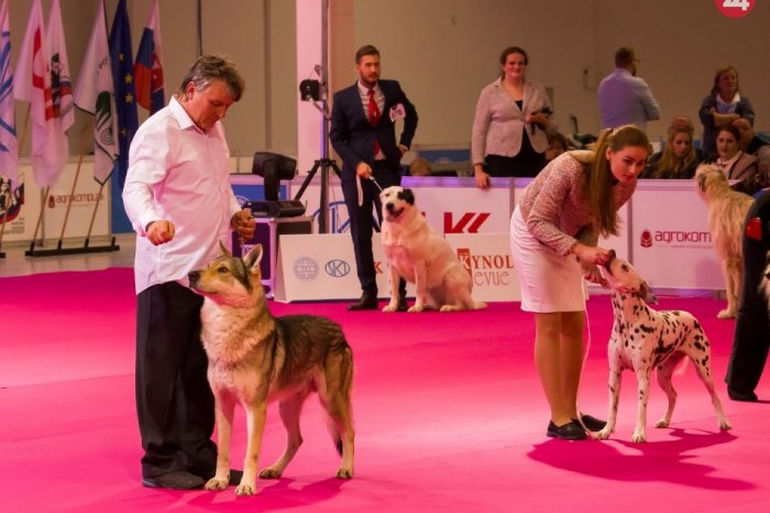 Ilustračný obrázok k článku Pod Zoborom budú súťažiť LABKÁČI z 22 krajín! Pripravená je aj zóna pre deti