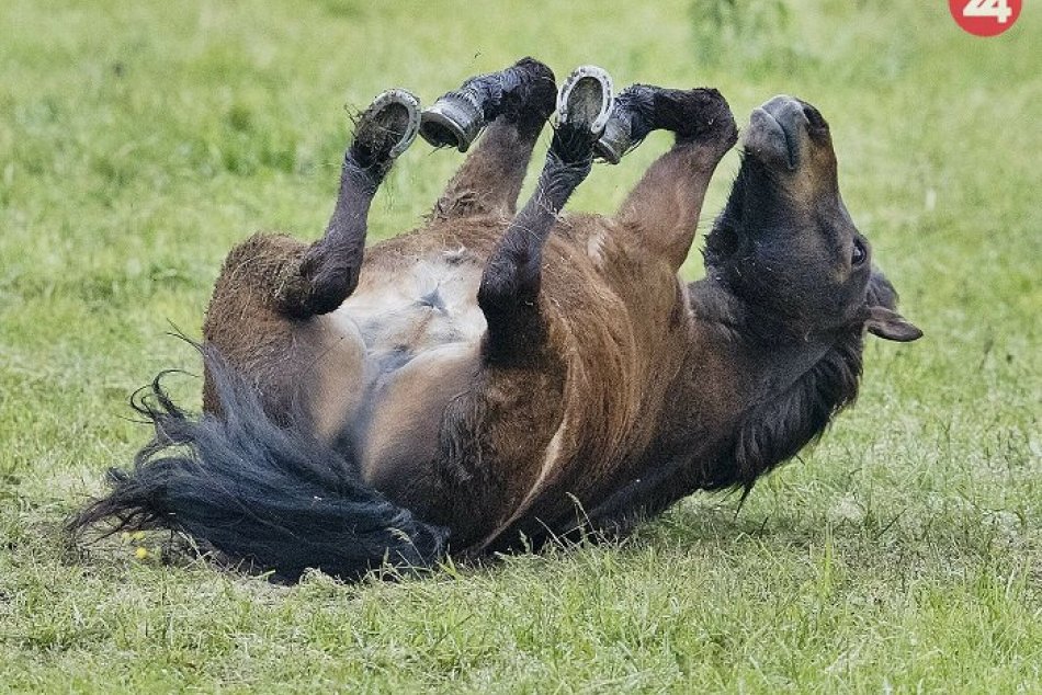 Ilustračný obrázok k článku Na juhu Slovenska sa strieľalo: Chovateľ prišiel o všetky svoje kone