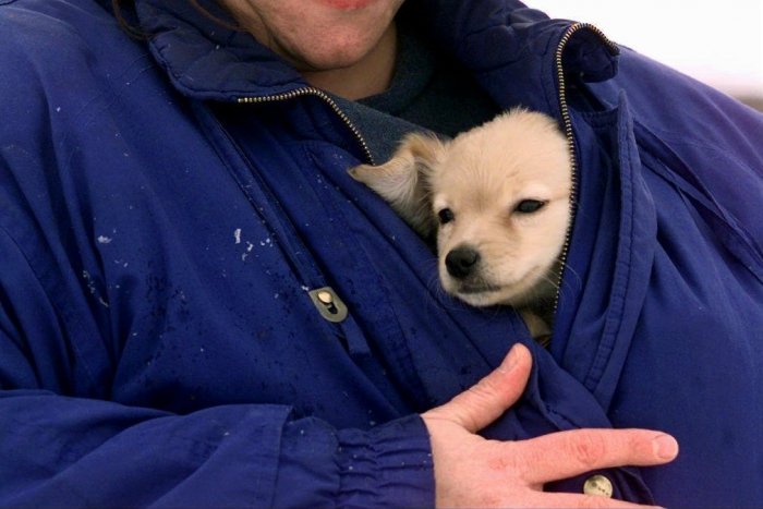 Ilustračný obrázok k článku Karanténna stanica vo Zvolene je plne obsadená. Koľko psíkov sa darí adoptovať?