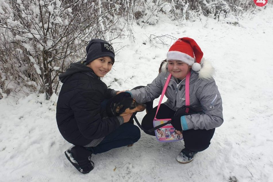 Ilustračný obrázok k článku Dopravný podnik posilní spoje do útulku zvierat na vianočnú akciu