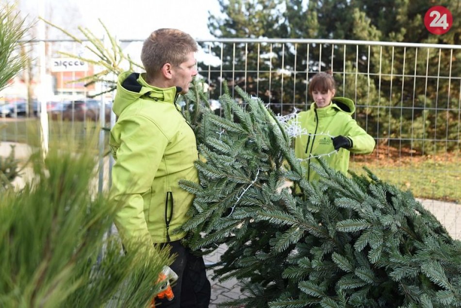Ilustračný obrázok k článku Zháňate stromček? Živý symbol Vianoc si môžete odniesť aj v kvetináči