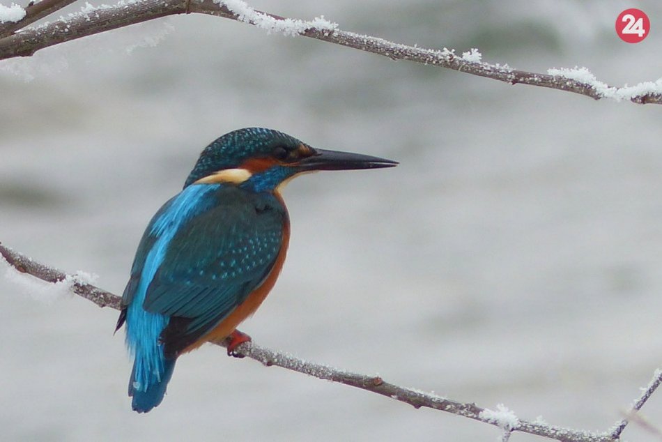 Ilustračný obrázok k článku Mrazov sa nie a nie zbaviť: Ďalšia výstraha pre Prešov a okolie pred nízkymi teplotami!