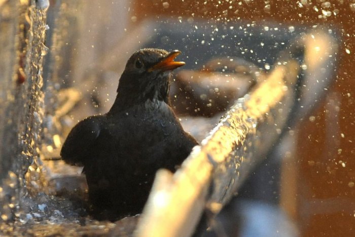 Ilustračný obrázok k článku V okolí Zvolena sa kedysi lovil aj drozd. Recepty prináša prvá kuchárka T. Vansovej