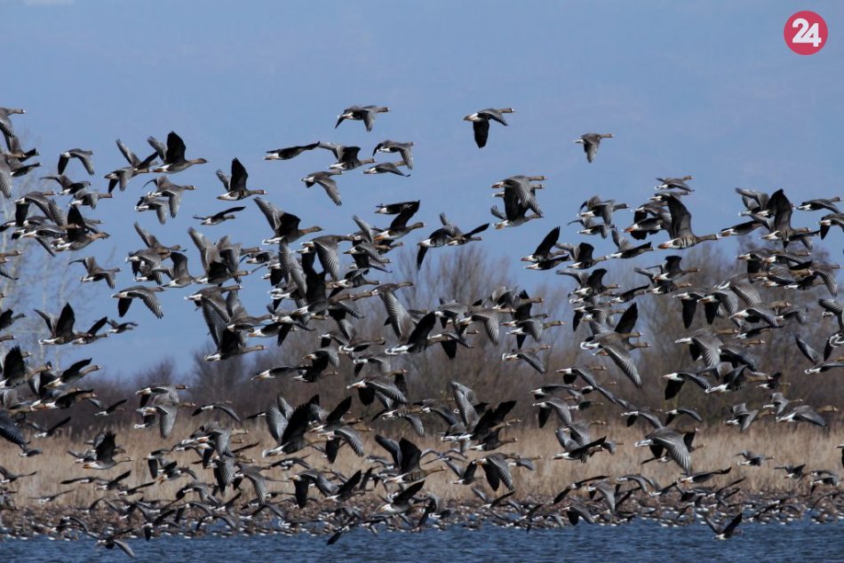 Ilustračný obrázok k článku Sibírske husi zimujú na Zemplínskej Šírave a na Senianských rybníkoch, FOTO