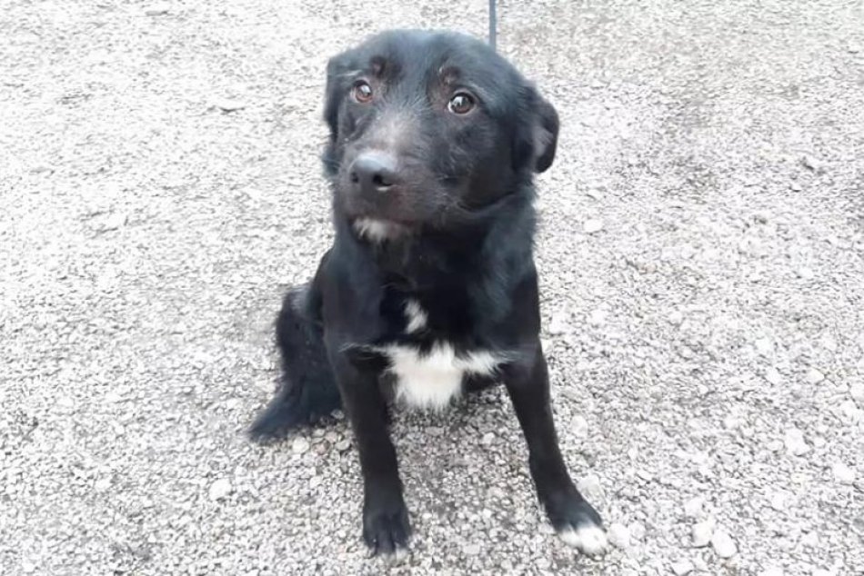 Ilustračný obrázok k článku Z toho bolí srdce: Na kosť vychudnutý pes čakal pri mŕtvej sučke