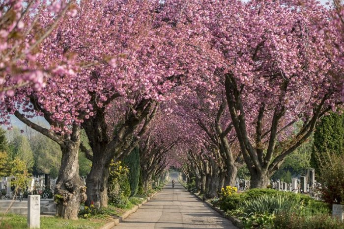 Ilustračný obrázok k článku SVET O SLOVENSKU: Japonsko nám prináša krásny čerešňový dar