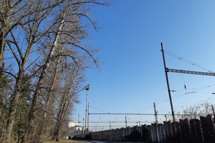 Ilustračný obrázok k článku Vo zvolenskom parku sa rúbu topole. Mesto: Sú vyschnuté a nebezpečné