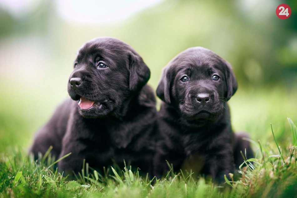 Ilustračný obrázok k článku "Práca", do ktorej sa budete tešiť každý deň! Staňte sa vychovávateľom šteniatok