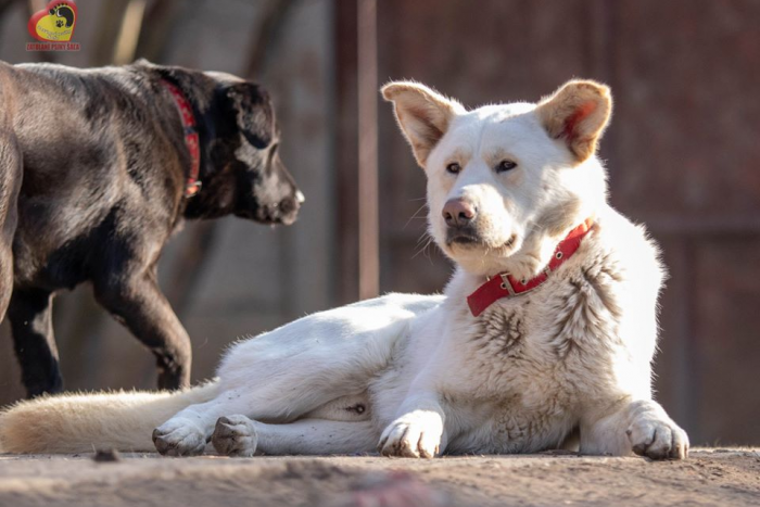 Ilustračný obrázok k článku Štvornohí adepti na nový domov: Vezmite si chlpáča pre radosť aj vy