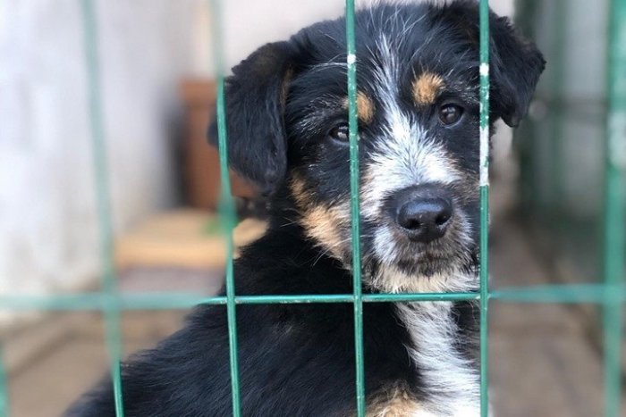 Ilustračný obrázok k článku Chlpáči z rožňavského útulku: Smutné pohľady vás dostanú, FOTO