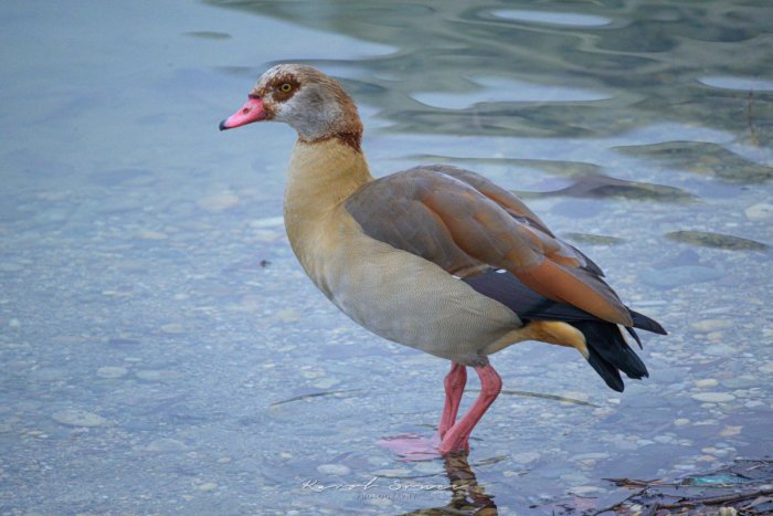 Ilustračný obrázok k článku Na Kuchajde opäť TERORIZUJE okolie exotická HUS: Poradia si s ňou ochranári?