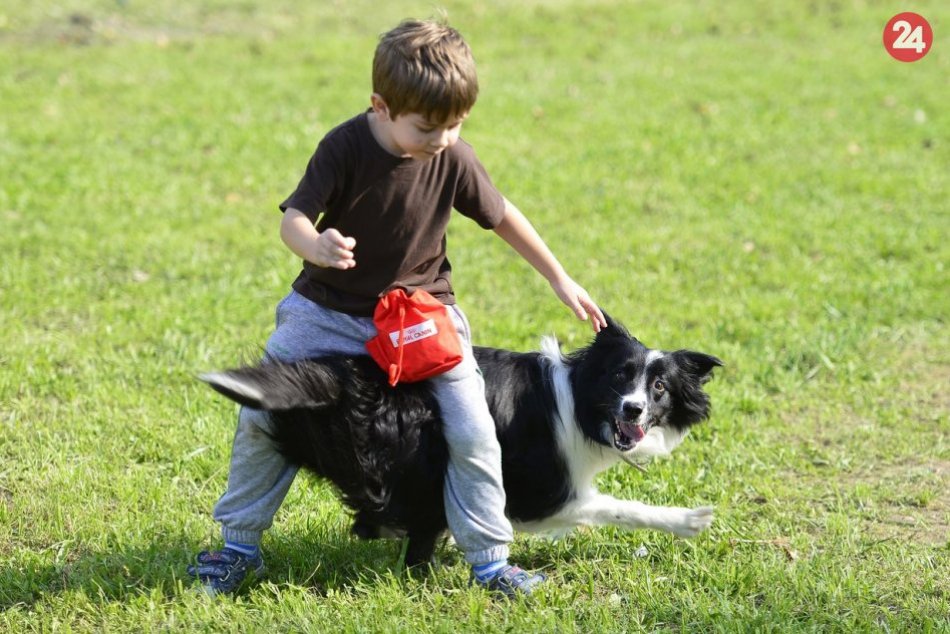 Ilustračný obrázok k článku Vieme, kde povolia voľný výbeh psov aj mimo oplotených areálov