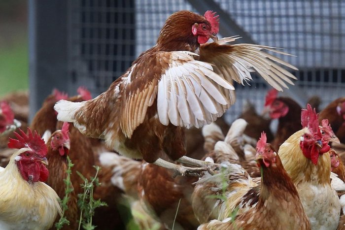 Ilustračný obrázok k článku Hydine sa v Trenčianskom kraji darí: Sme slovenským lídrom