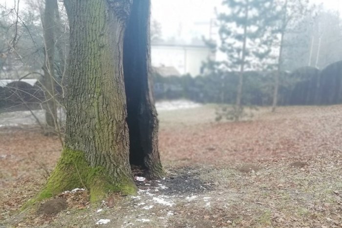 Ilustračný obrázok k článku Zachvátili ho plamene a to už niekoľkokrát: Čo bude s obrovitým dubom v humenskom parku?