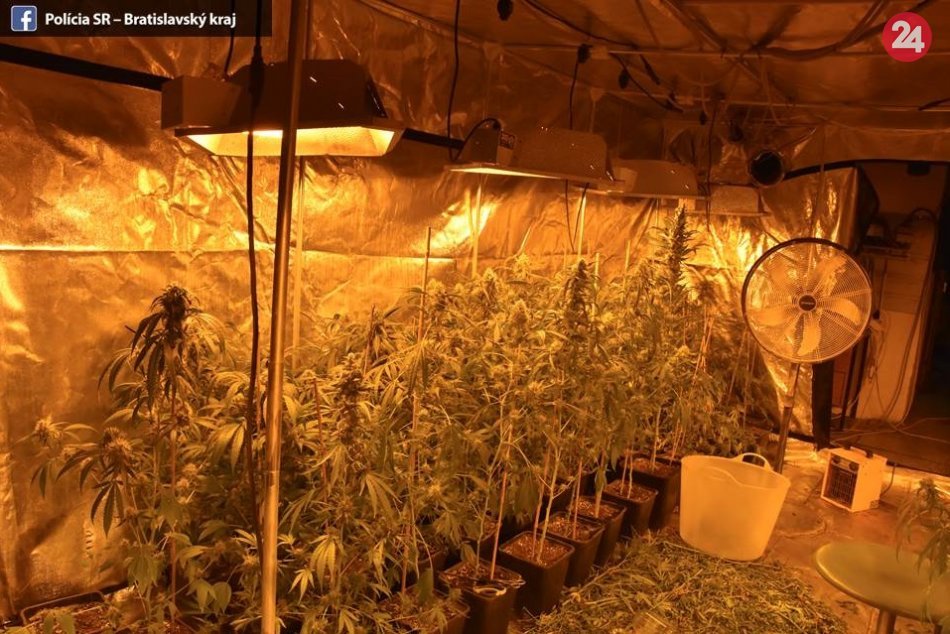 Ilustračný obrázok k článku Stano (42) z okresu Považská pestoval vo veľkom: V chládku si zrejme posedí dlhšie