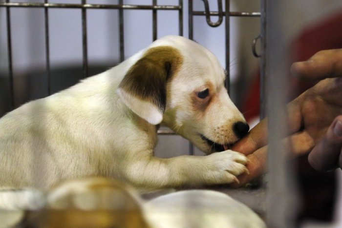 Ilustračný obrázok k článku Brezniansky útulok prosí o POMOC: Ide o šteniatka, TOTO urgentne potrebujú