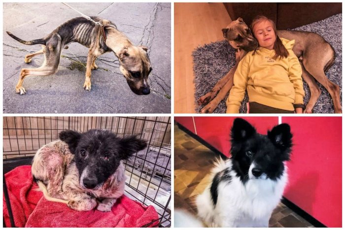 Ilustračný obrázok k článku Úžasné premeny psíkov, ktorých zachránili dobrovoľníci pred istou smrťou, FOTO