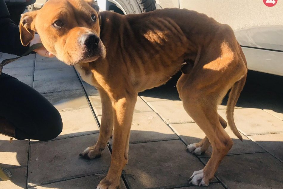 Ilustračný obrázok k článku Pohľad, ktorý trhá srdce. Prípad psíka v zúboženom stave už rieši polícia, FOTO