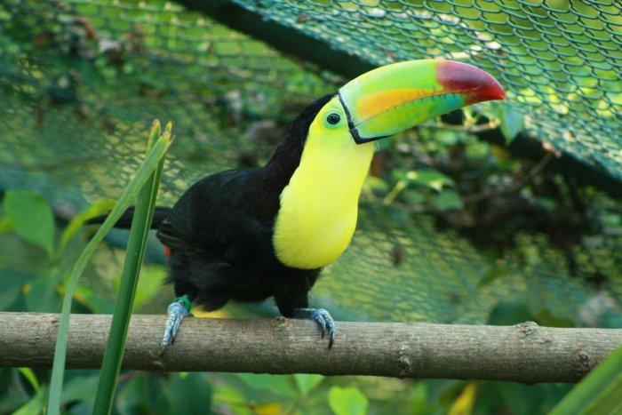 Ilustračný obrázok k článku Bojnická ZOO je zatvorená! Pre výskyt vtáčej chrípky utratili 41 zvierat