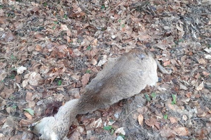 Ilustračný obrázok k článku Voľne pustené psy strhli srnu na Železnej studienke