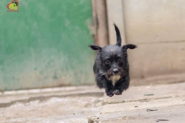 Ilustračný obrázok k článku Psí adepti na lásku: Neváhajte a vytvorte im nový domov, FOTO