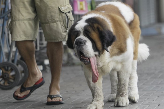 Ilustračný obrázok k článku Psy, ktoré v Mikuláši nemajú páru: Videli ste tieto plemená v našom meste?