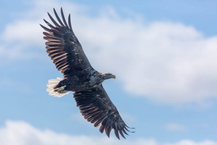 Ilustračný obrázok k článku Tipy na víkend: Dáte prednosť zábave alebo spočítate orliaky na Dunaji?