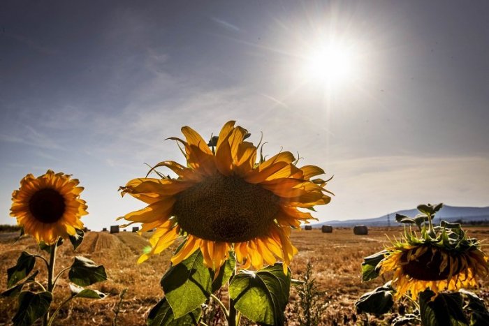 Ilustračný obrázok k článku Desivá predpoveď klimatológa: Hrozí nám rýchly nástup sucha a horúčav?