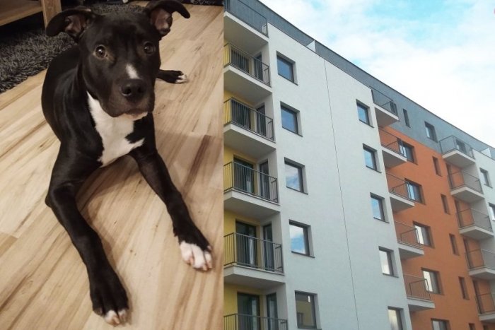 Ilustračný obrázok k článku Mesto zamietlo chov staforda v nájomnom byte: Prípad vyvolal búrlivé reakcie