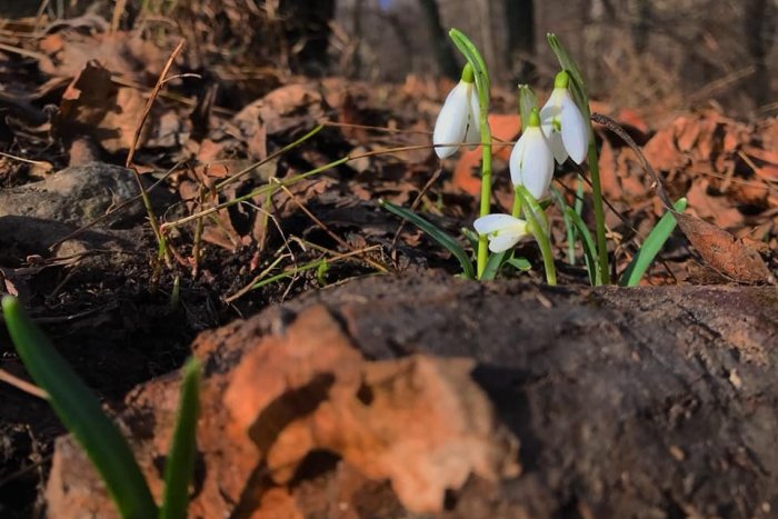 Ilustračný obrázok k článku Prichádza už jar? V Bratislave vystrčili hlávky prvé snežienky