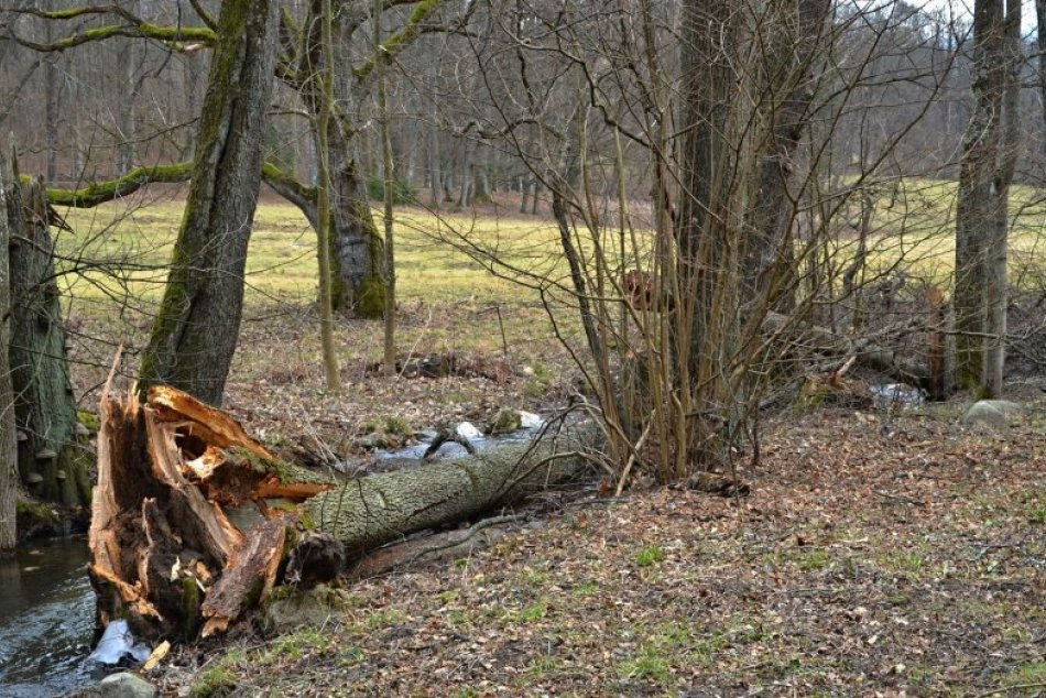Ilustračný obrázok k článku Stromy v žiarskom parku to schytali: Riziko vidí mesto aj pri jednej zo škôlok