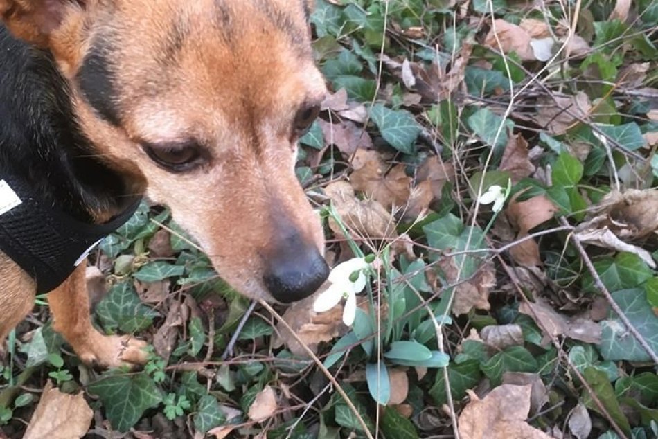 Ilustračný obrázok k článku Snežienky začiatkom februára? FOTKY ľudí z Revúcej a okolia hovoria za všetko