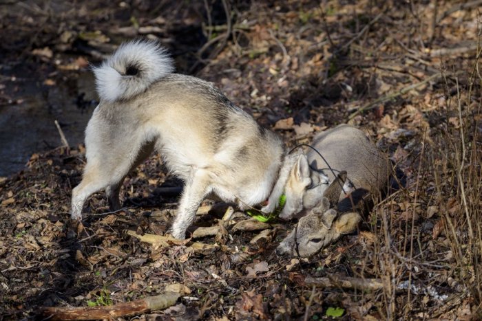 Ilustračný obrázok k článku Voľne pustený pes zahrdúsil ďalšiu srnu