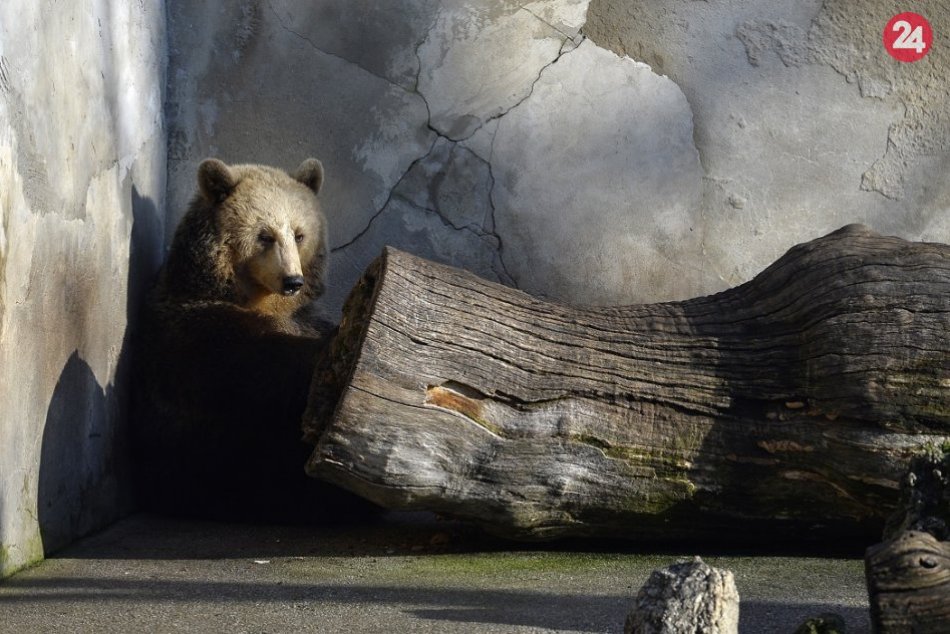 Ilustračný obrázok k článku SVET O SLOVENSKU: Česi počítajú veľké šelmy… a niektorí ich chcú vystrieľať