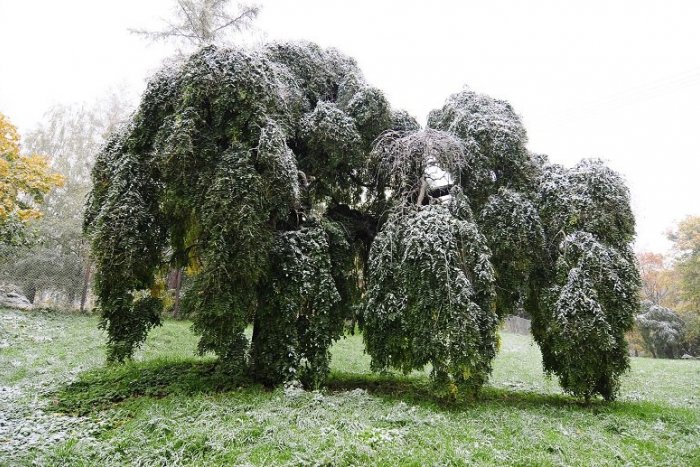 Ilustračný obrázok k článku V Pezinku masívne rúbu stromy. Sofory japonské musia nahradiť