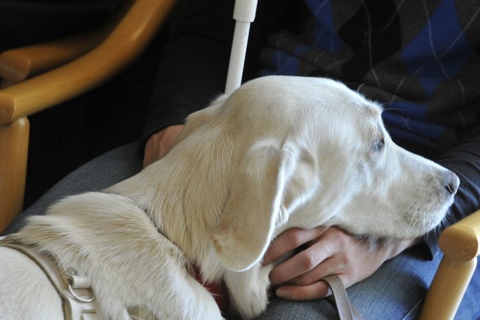 Ilustračný obrázok k článku Dokážu nás zvieratá naozaj liečiť? Prekvapivé zistenia odborníka