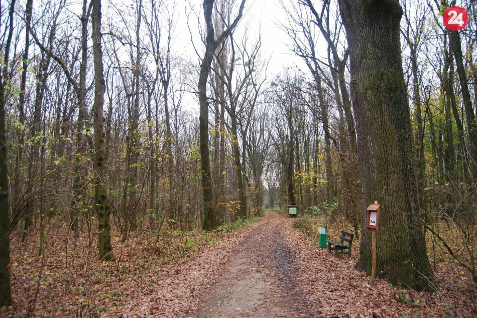 Ilustračný obrázok k článku V Berku sa bude rúbať. Vyťažené drevo pôjde na predaj