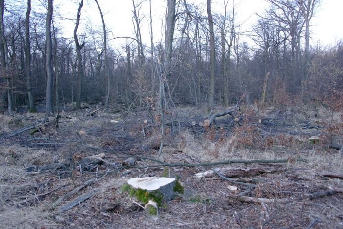 Ilustračný obrázok k článku Ťažba dreva vo Svätom Jure podľa aktivistov poškodzuje chránené rastliny a živočíchy