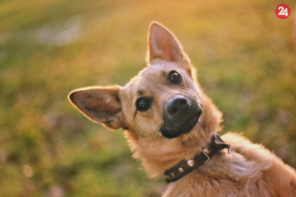 Ilustračný obrázok k článku Dôkaz, že to ide: Z vystrašenej Audrey sa vykľulo najväčšie zlatíčko, FOTO